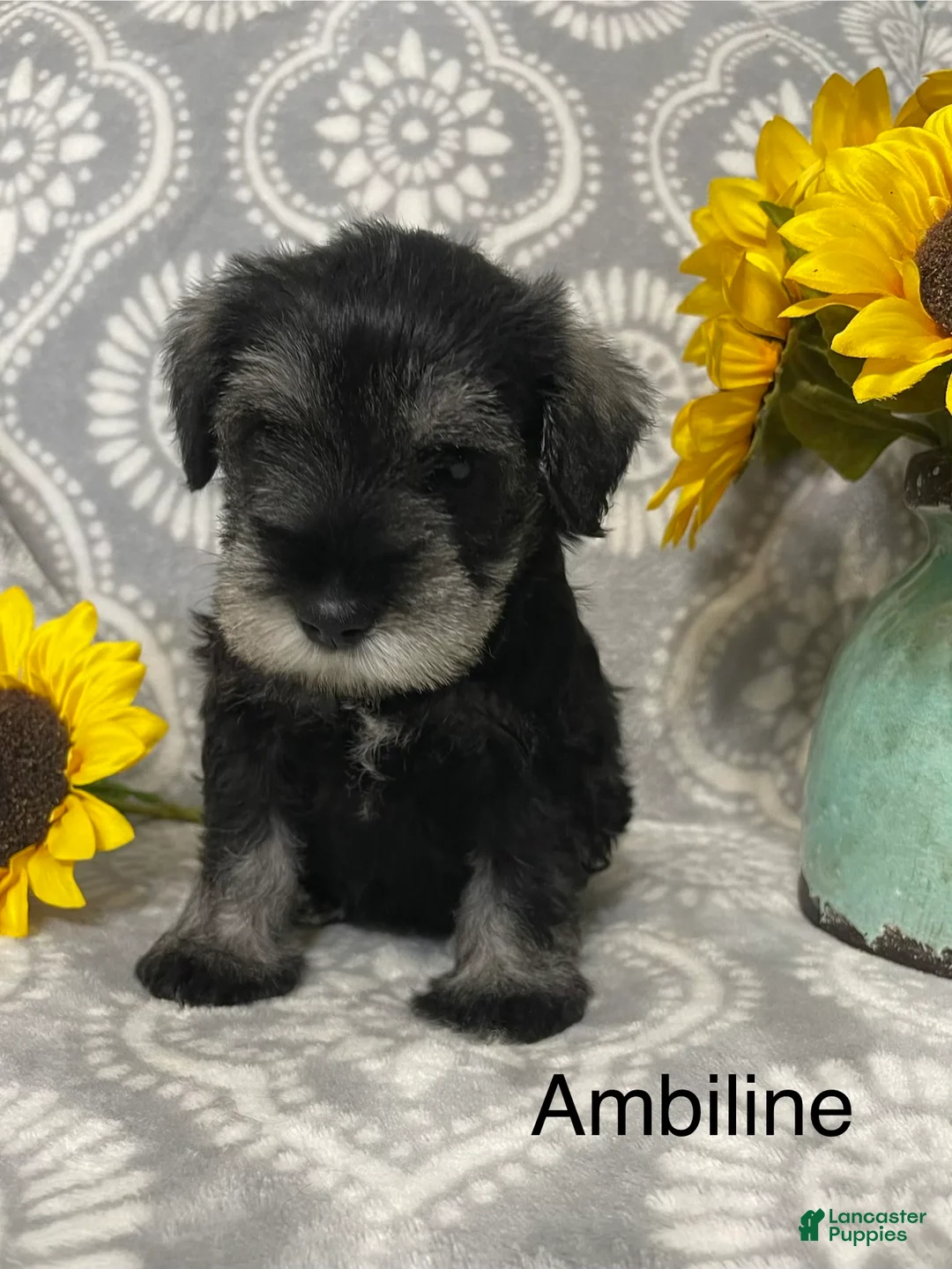 Miniature Schnauzer dogs for sale: Miniature Schnauzer 3 - Ad 1