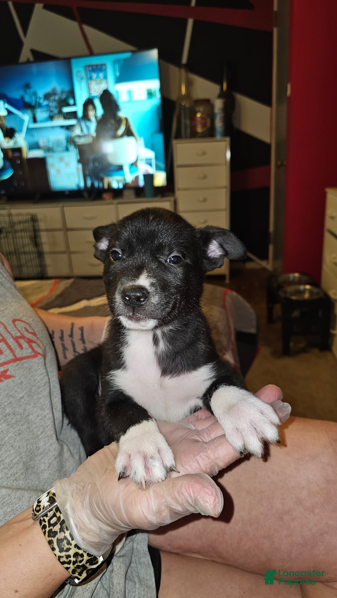 Mixed Breed dogs for sale: Leila - Ad 4