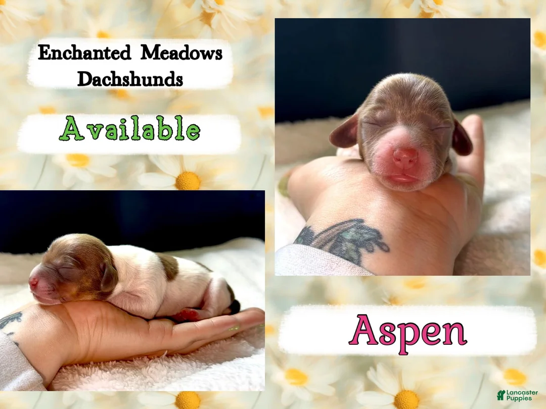 Miniature Dachshund dogs for sale: Aspen - Ad 2