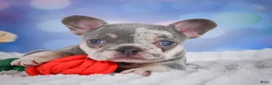 Daffidill