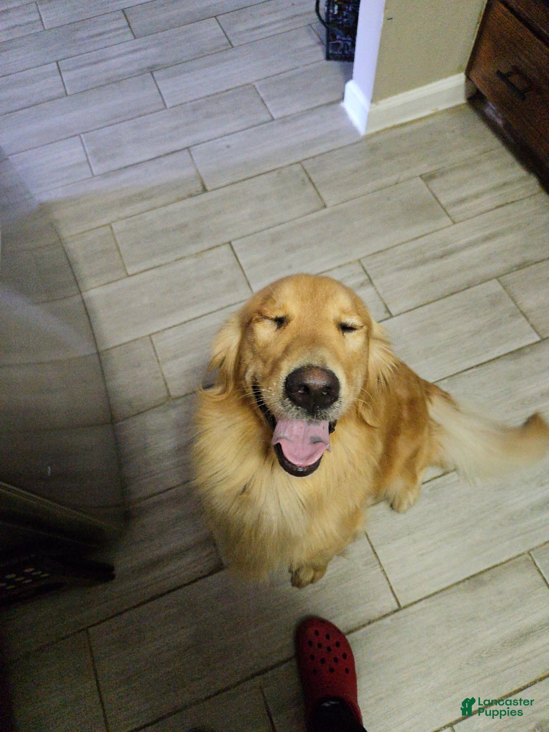 Golden Retriever dogs for sale: Light blue - Ad 2