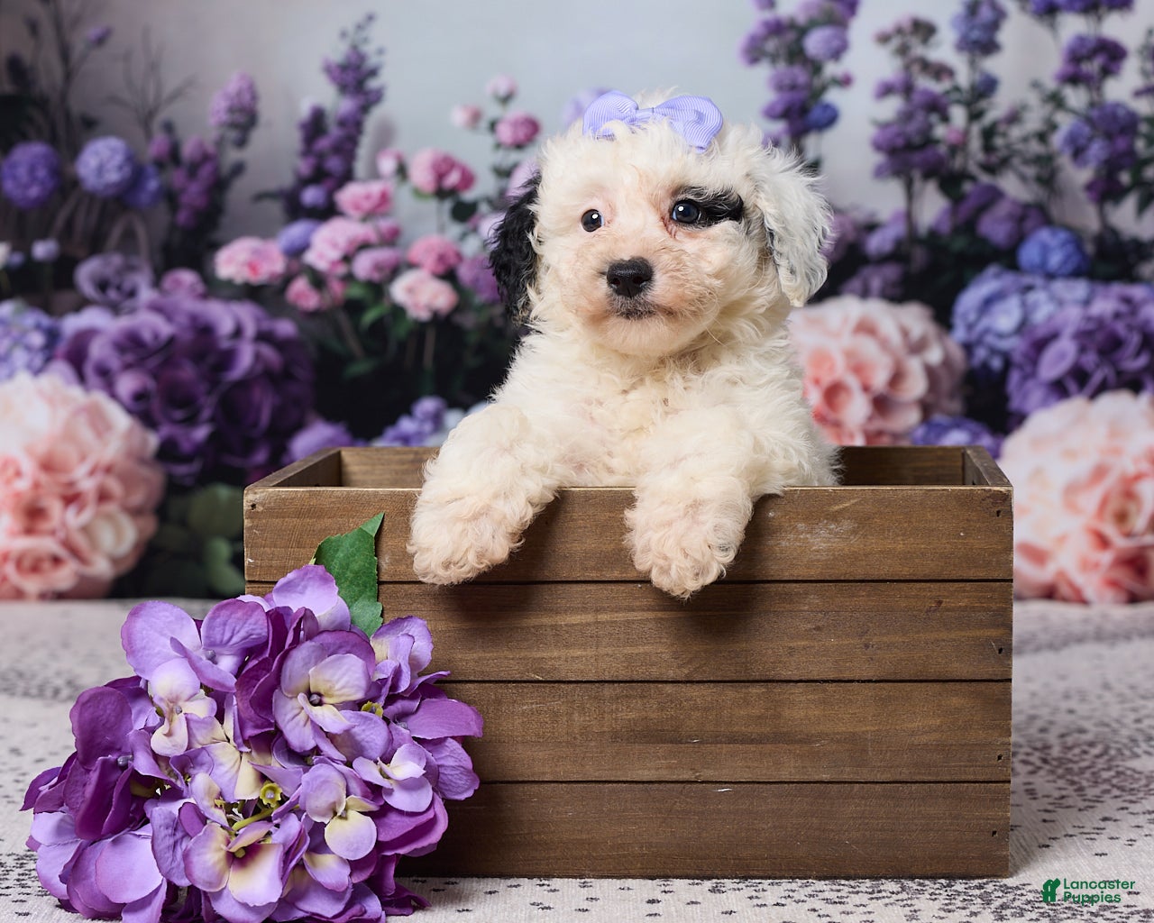 Miniature Poodle dogs for sale: Karlie - Ad 3