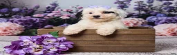Miniature Poodle dogs for sale: Karlie - Ad 1