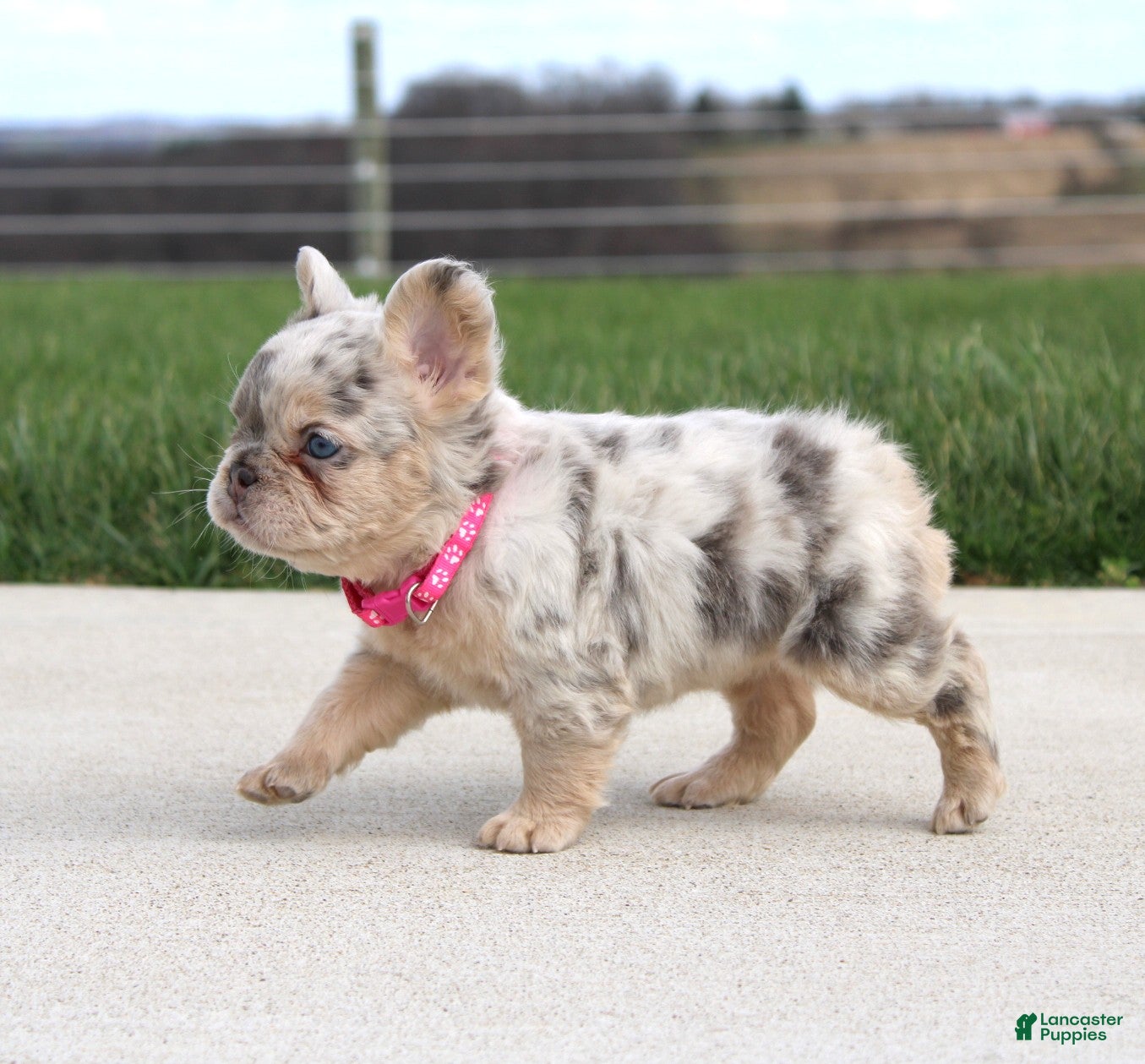 French Bulldog dogs Ariel - Ad 2