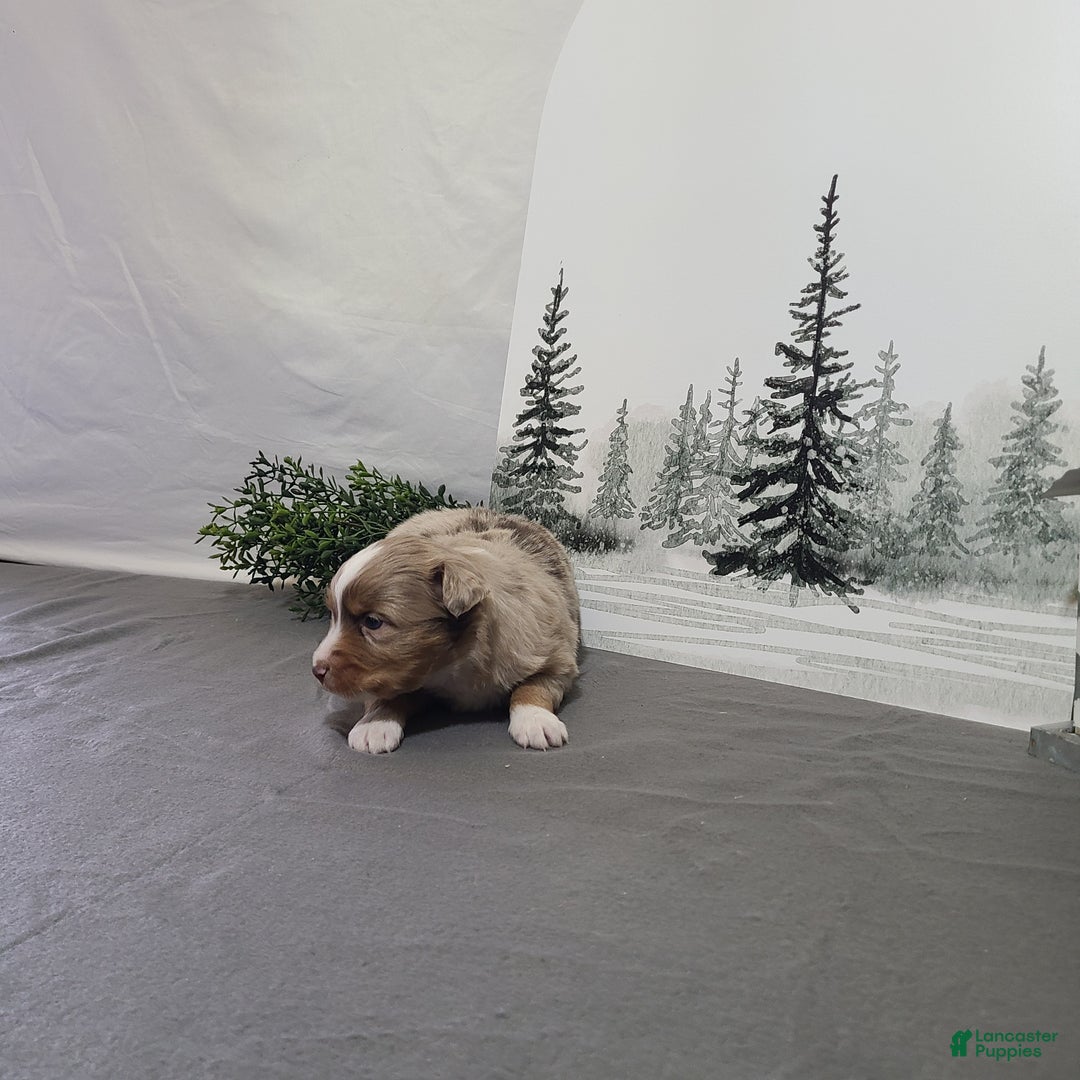 Miniature Australian Shepherd dogs for sale: Apple - Ad 5