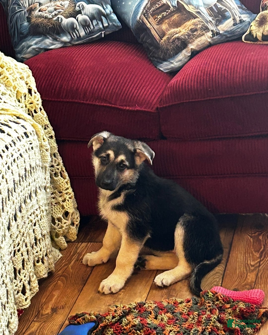 German Shepherd dogs for sale: Athena - Ad 1