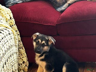 German Shepherd dogs Athena - Ad 3