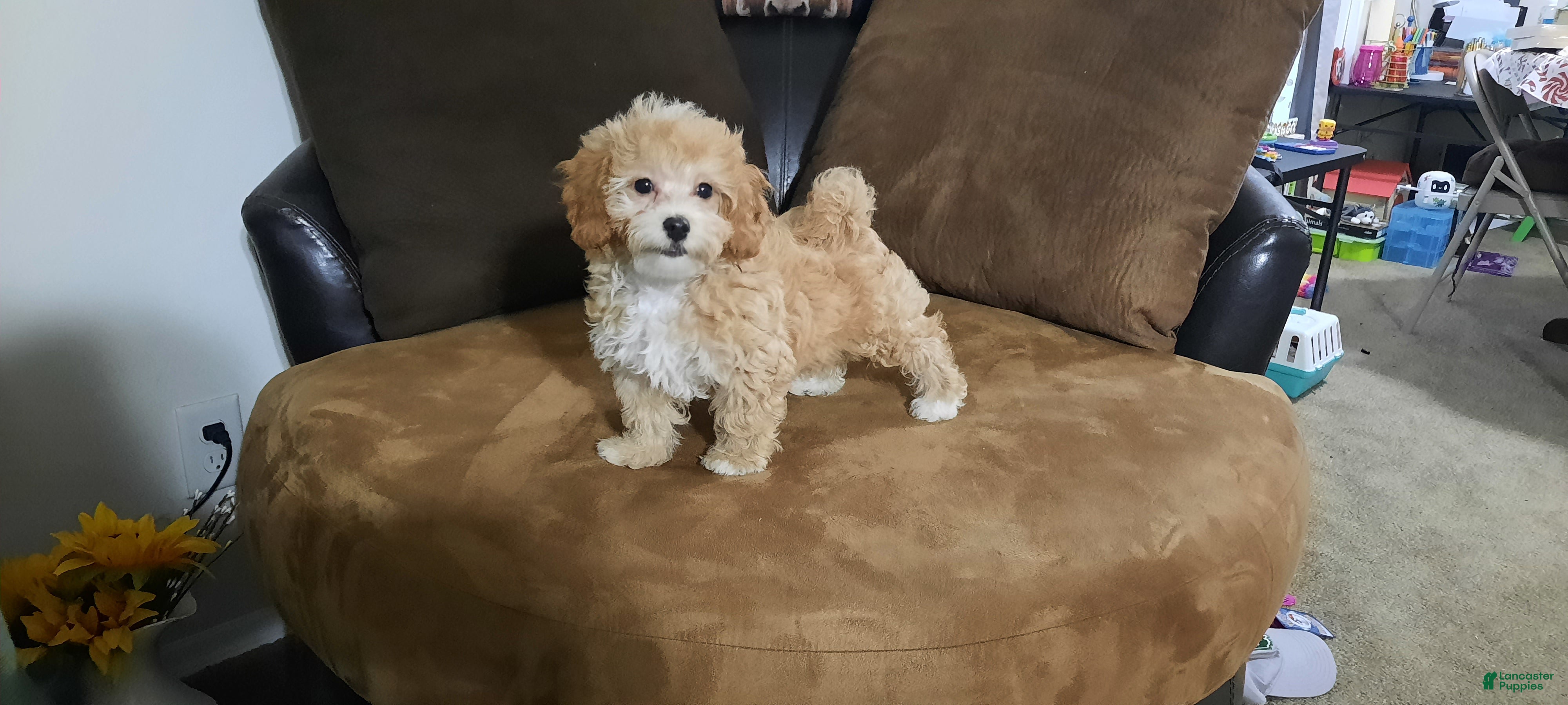 Cavapoo dogs Cavapoo Puppy 4 - Ad 1