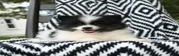 Pomeranian dogs for sale: Gretel - Ad 5