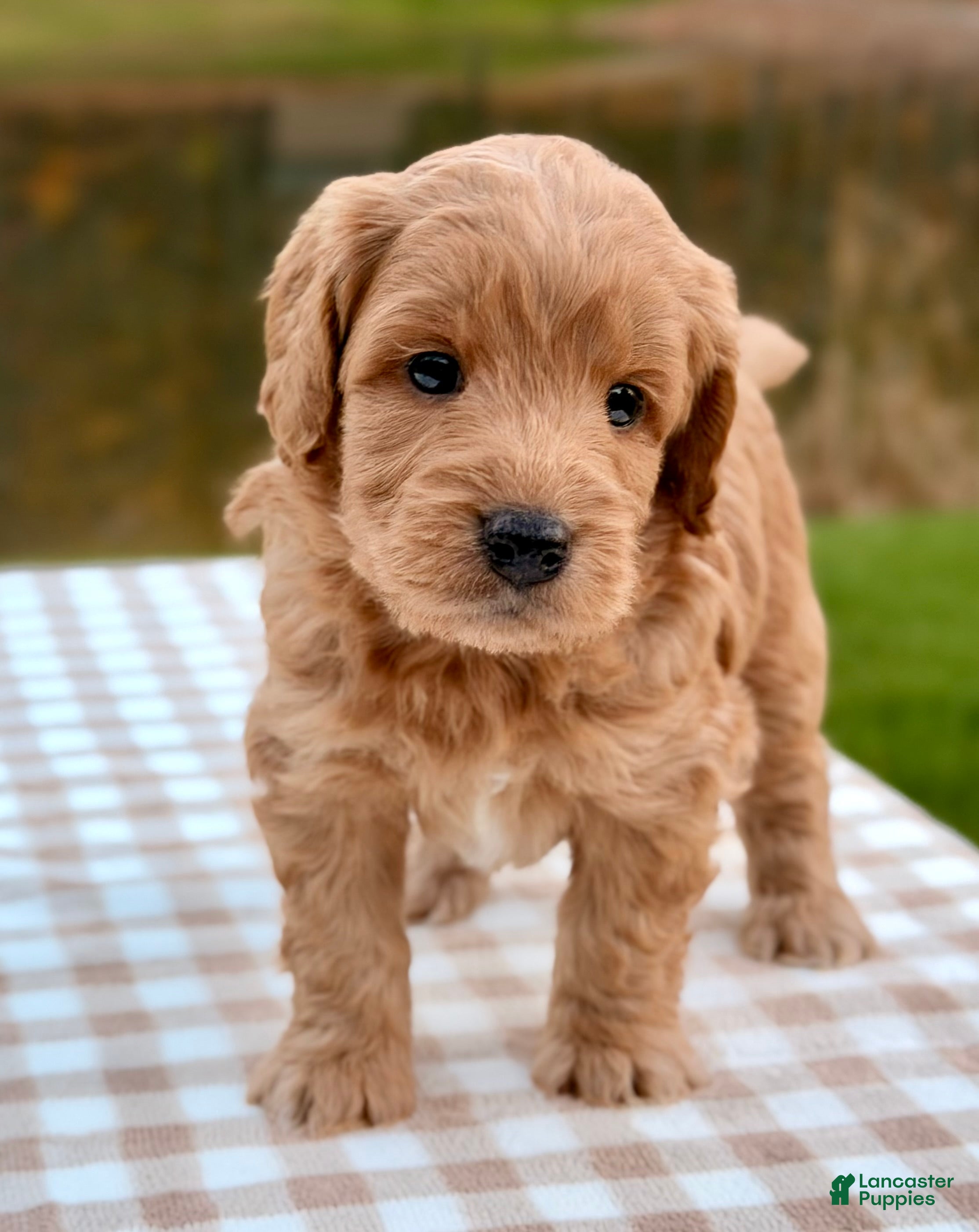 Goldendoodle dogs for sale: Biscotti-mini  - Ad 2