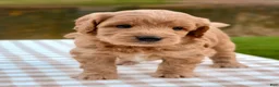Goldendoodle dogs for sale: Biscotti-mini  - Ad 2