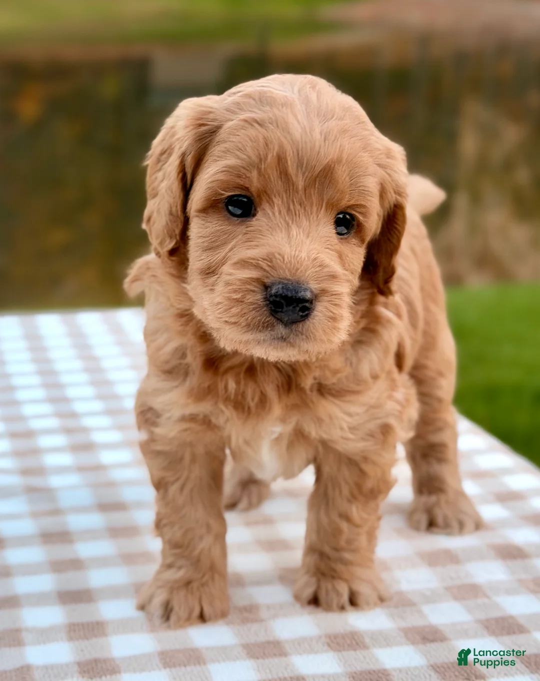 Goldendoodle dogs for sale: Biscotti-mini  - Ad 2