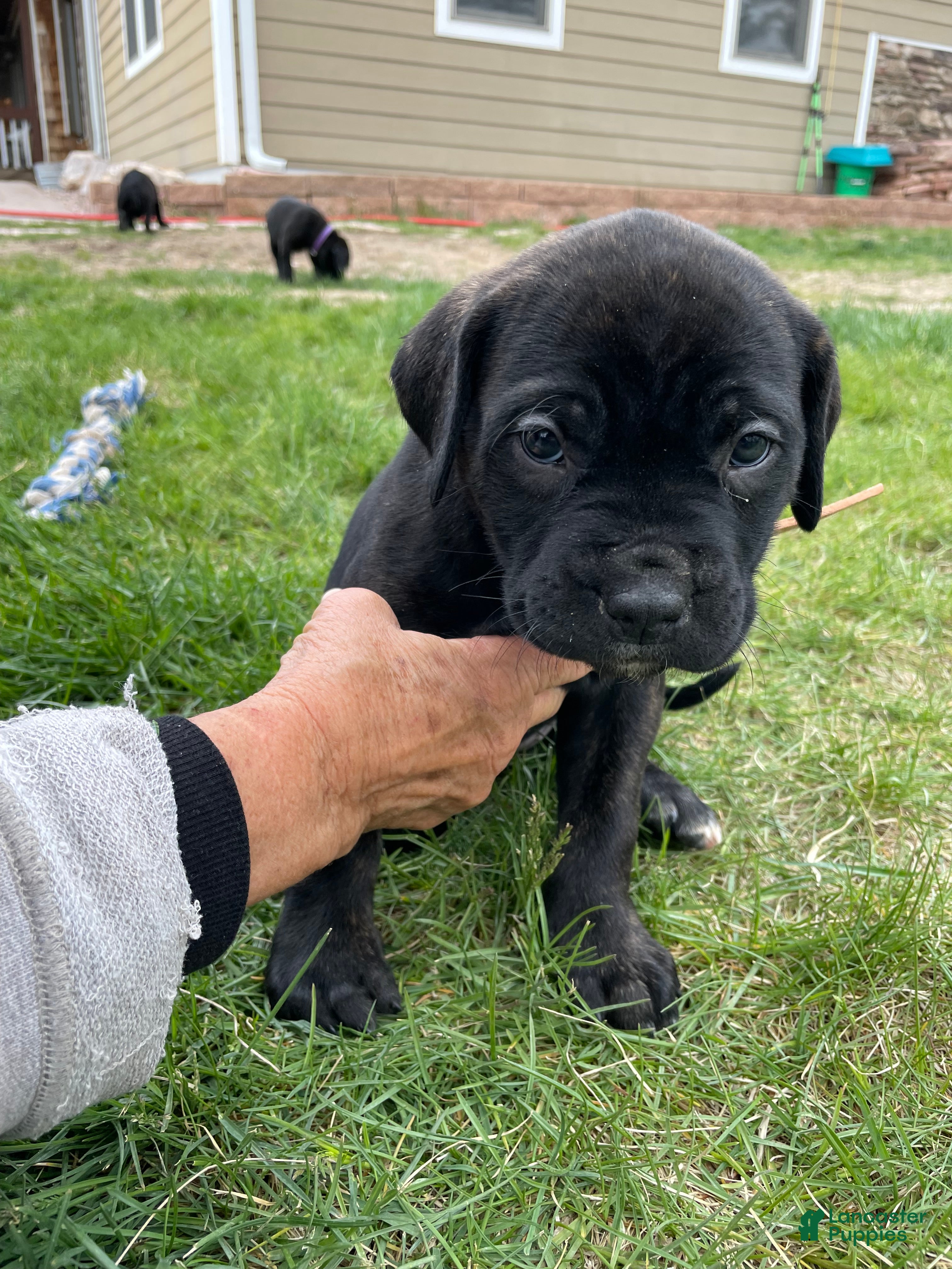 Cane Corso dogs Cane Corso Puppy 3 - Ad 1