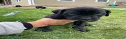 Cane Corso dogs for sale: Cane Corso Puppy 3 - Ad 1