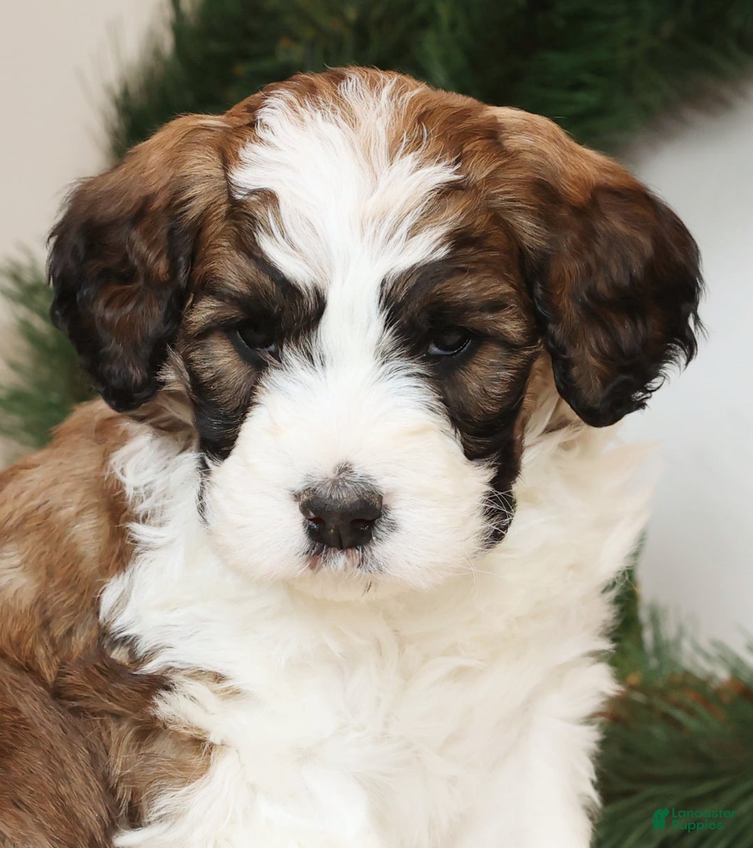 Saint Berdoodles dogs for sale: Sammy - Ad 6
