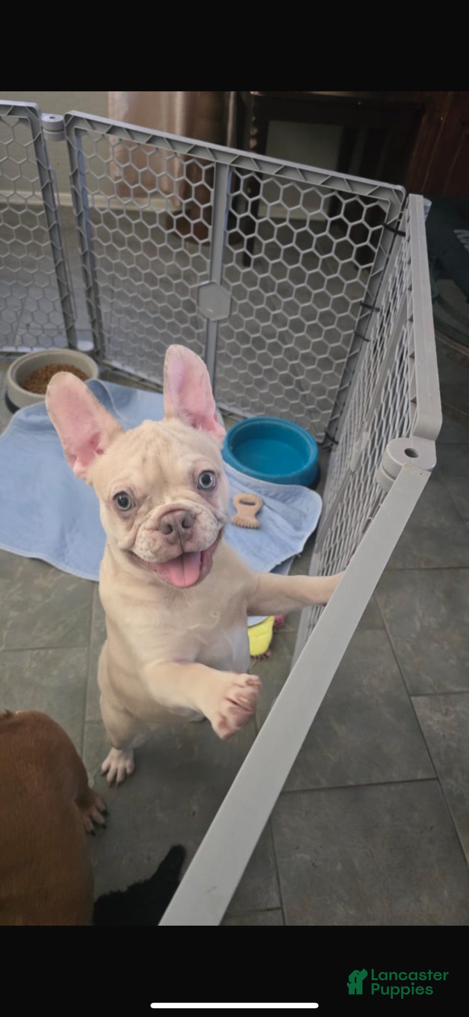 French Bulldog dogs French Bulldog 1 - Ad 28