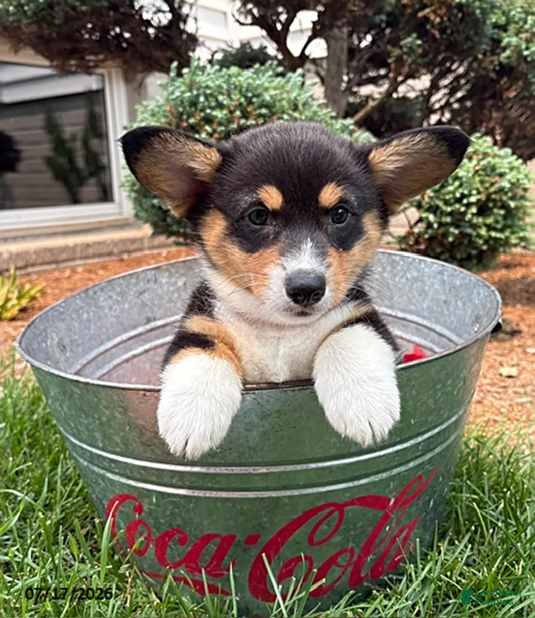 Welsh Corgi Pembroke dogs for sale: Gemma - Ad 2