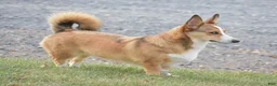 Welsh Corgi Pembroke dogs for sale: Ava - Ad 5