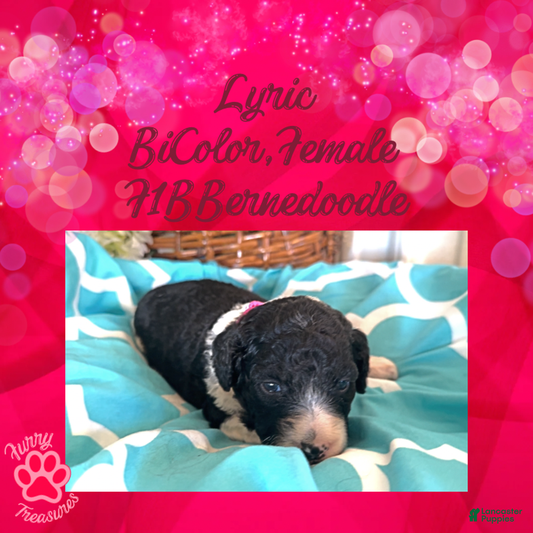 Mini Bernedoodle dogs for sale: Kian “Blue Collar” Male - Ad 28