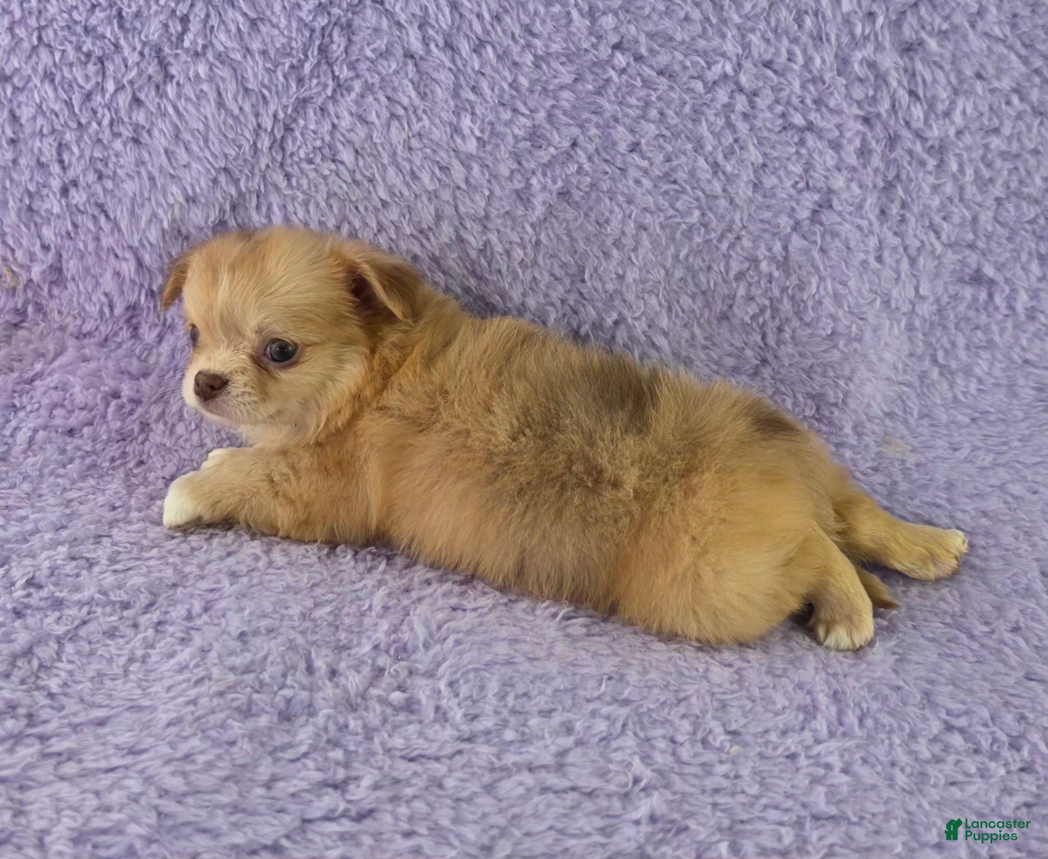 Chihuahua dogs AKC  Bianca - Ad 2