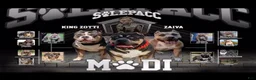American Bully dogs for sale: American Bully 1 - Ad 5