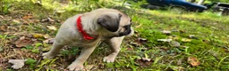 Pug dogs for sale: Bo - Ad 4