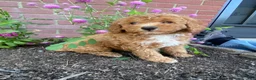 Miniature Poodle dogs for sale: Hazel - Ad 1