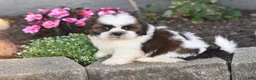 Shih Tzu dogs for sale: Bailey - Ad 6