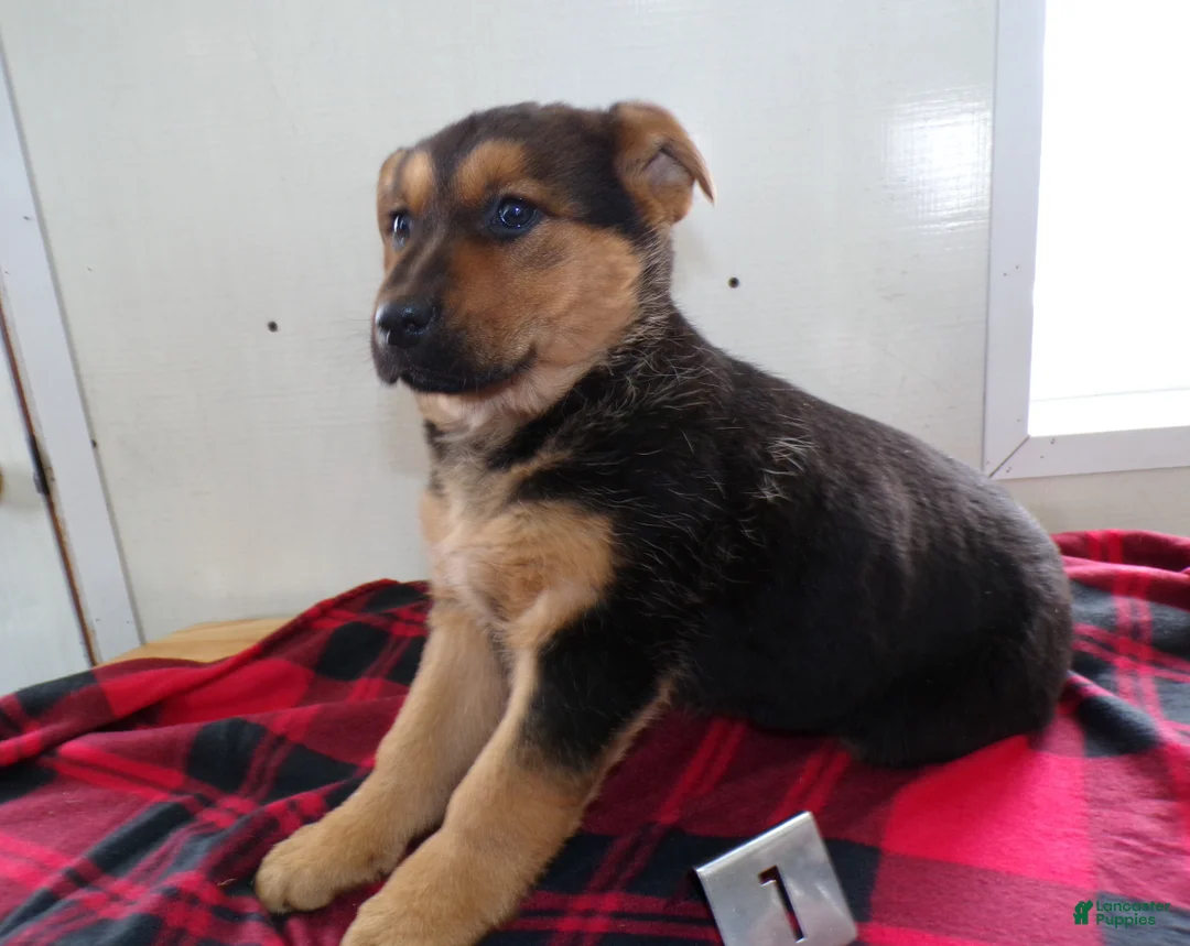 German Shepherd dogs for sale: German Shepherd Puppy 1 Sabbath - Ad 3