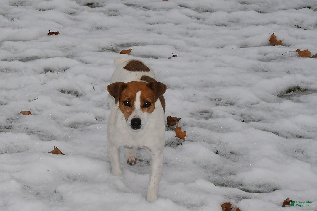 Mixed Breed dogs for sale: Bella   - Ad 4