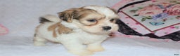 Shihpoo dogs for sale: Evon - Ad 7