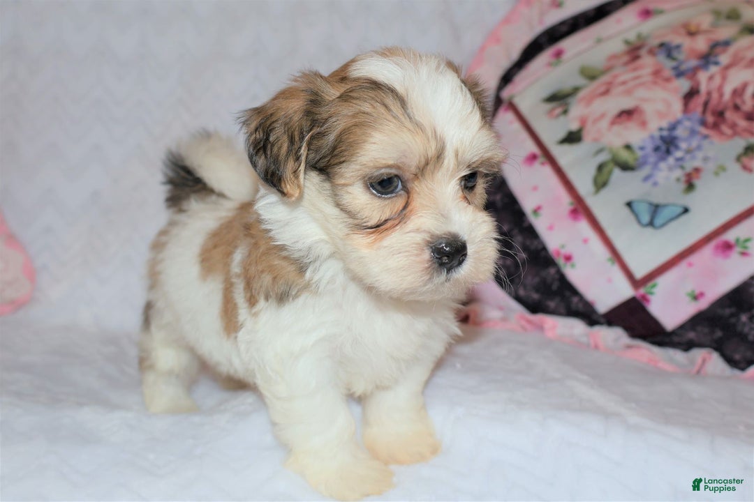 Shihpoo dogs for sale: Evon - Ad 7