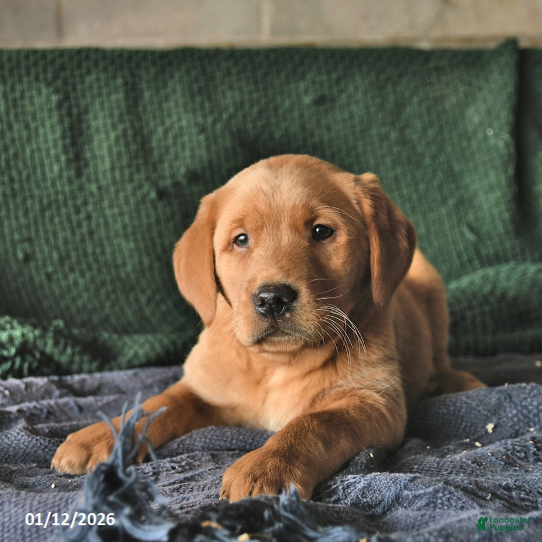 Goldador dogs for sale: Scout  - Ad 3