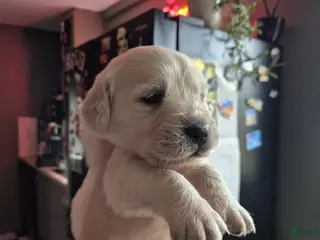 Golden Retriever dogs Golden Retriever Puppy 3 - Ad 8