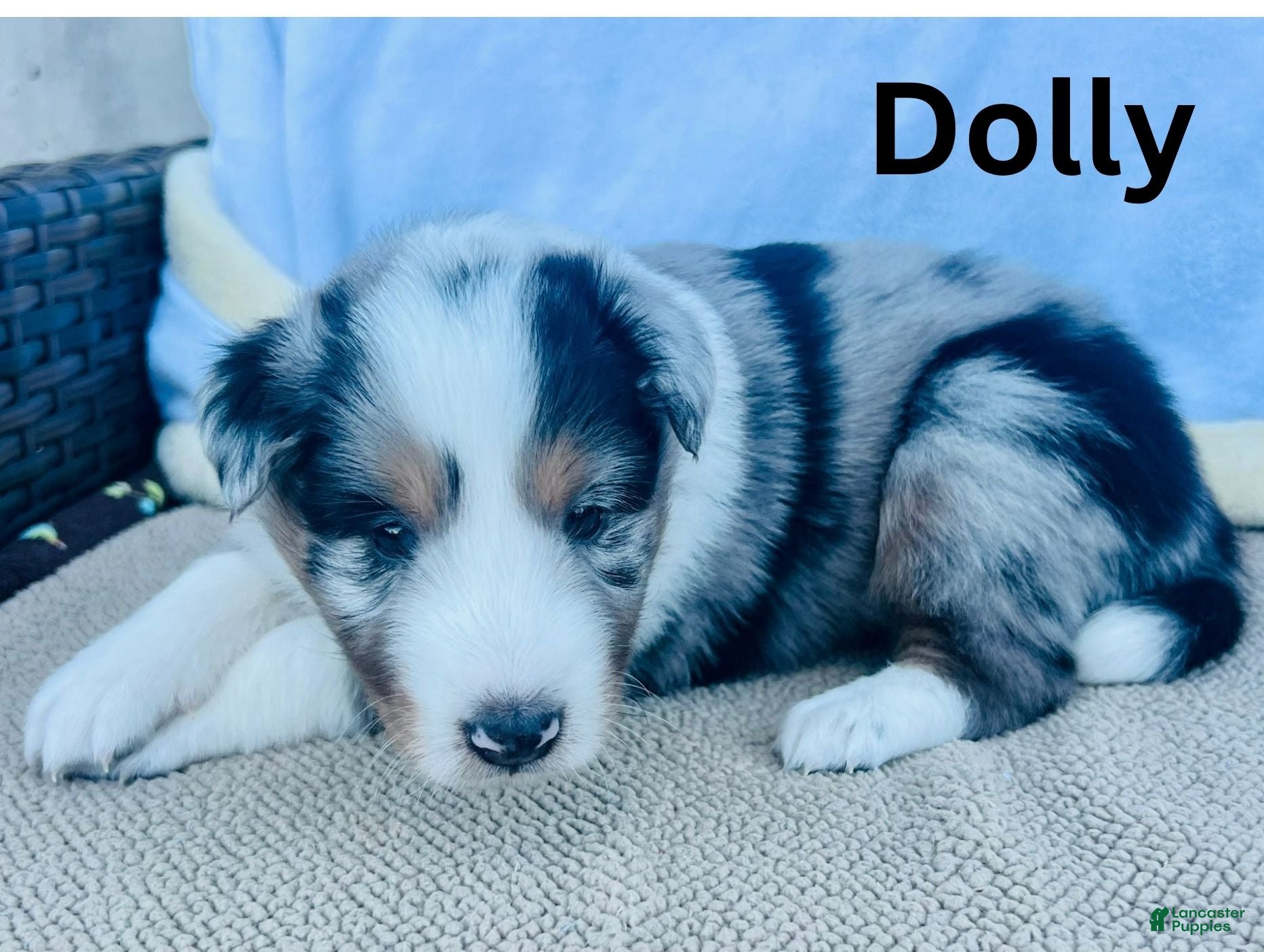 Dolly (Shetland Sheepdog, Female) in James Creek, PA