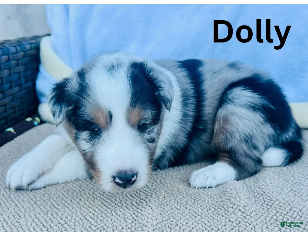 Shetland Sheepdog dogs for sale: Dolly - Ad 1