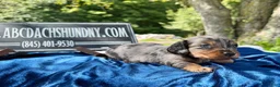 Miniature Dachshund dogs for sale: Russian dapple - Ad 3