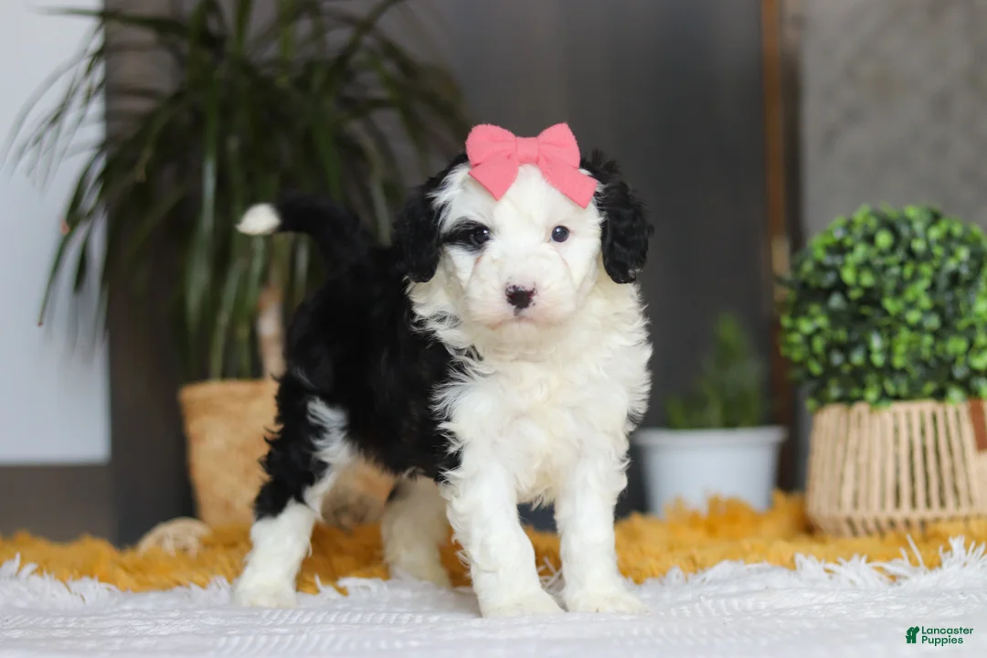 Sheepadoodle dogs for sale: Mopsy - Ad 4