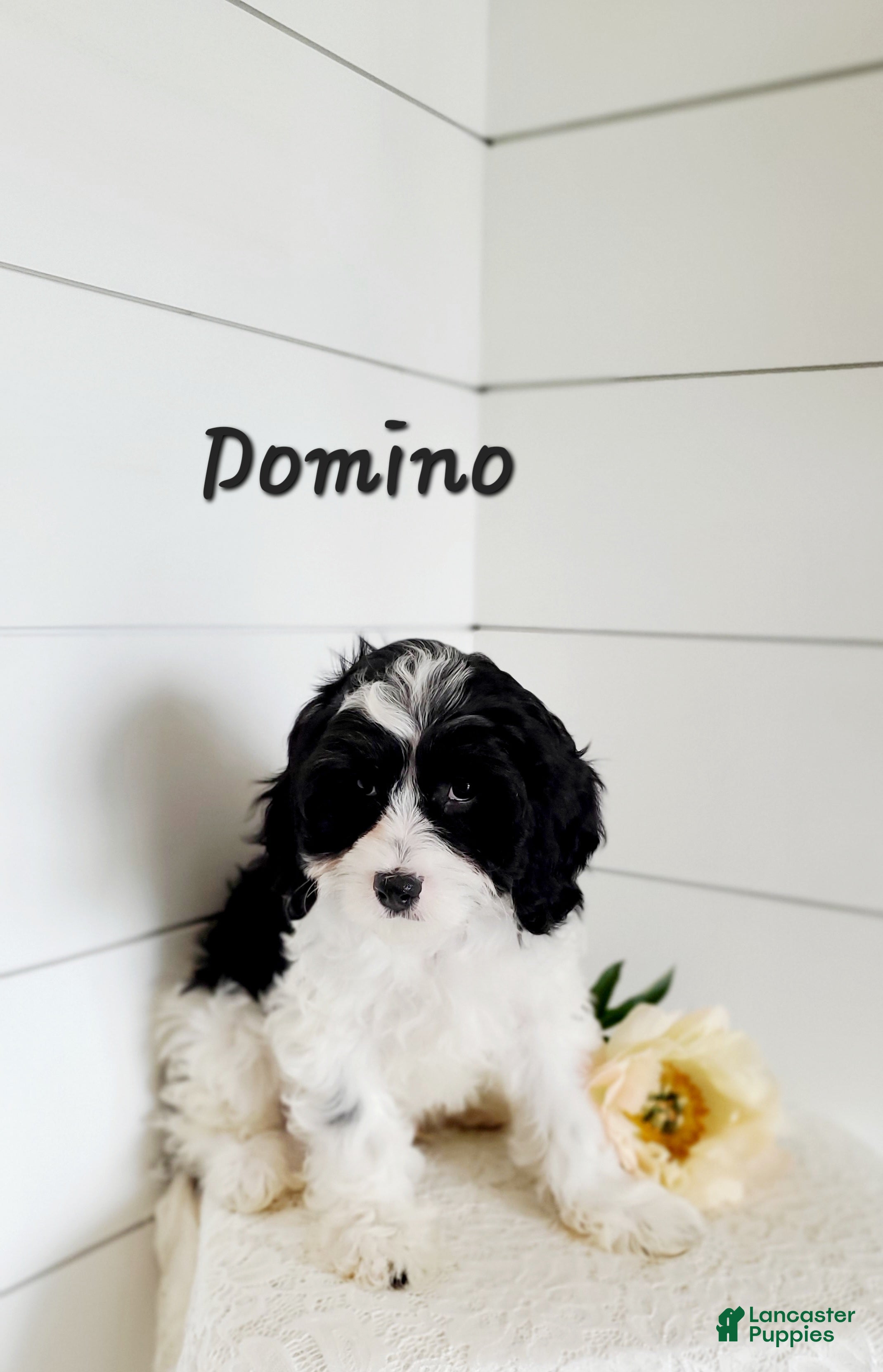 Cavapoo dogs Domino  - Ad 9