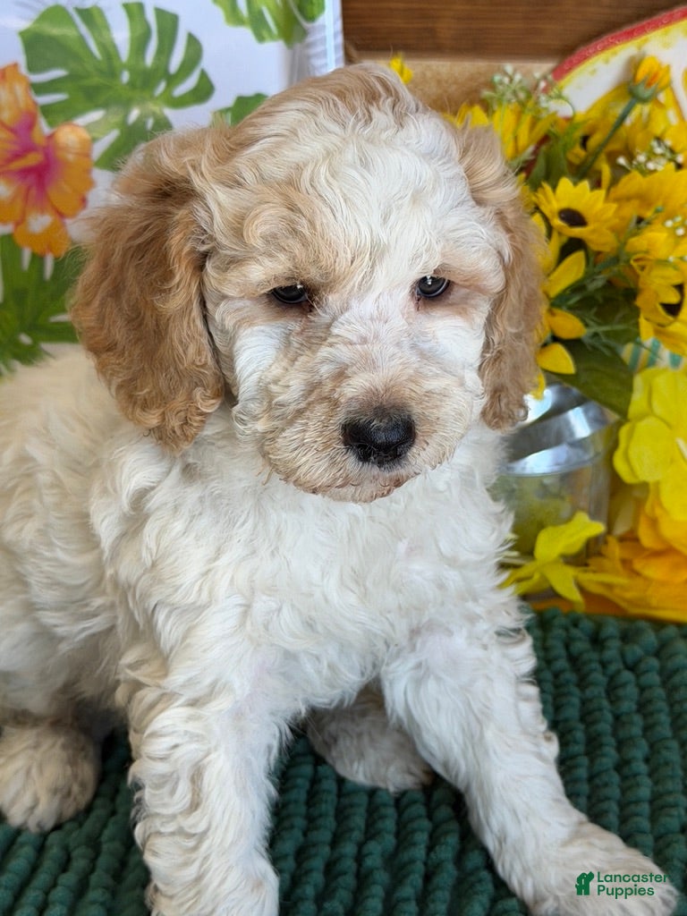 Mini Goldendoodle dogs Travis - Ad 32