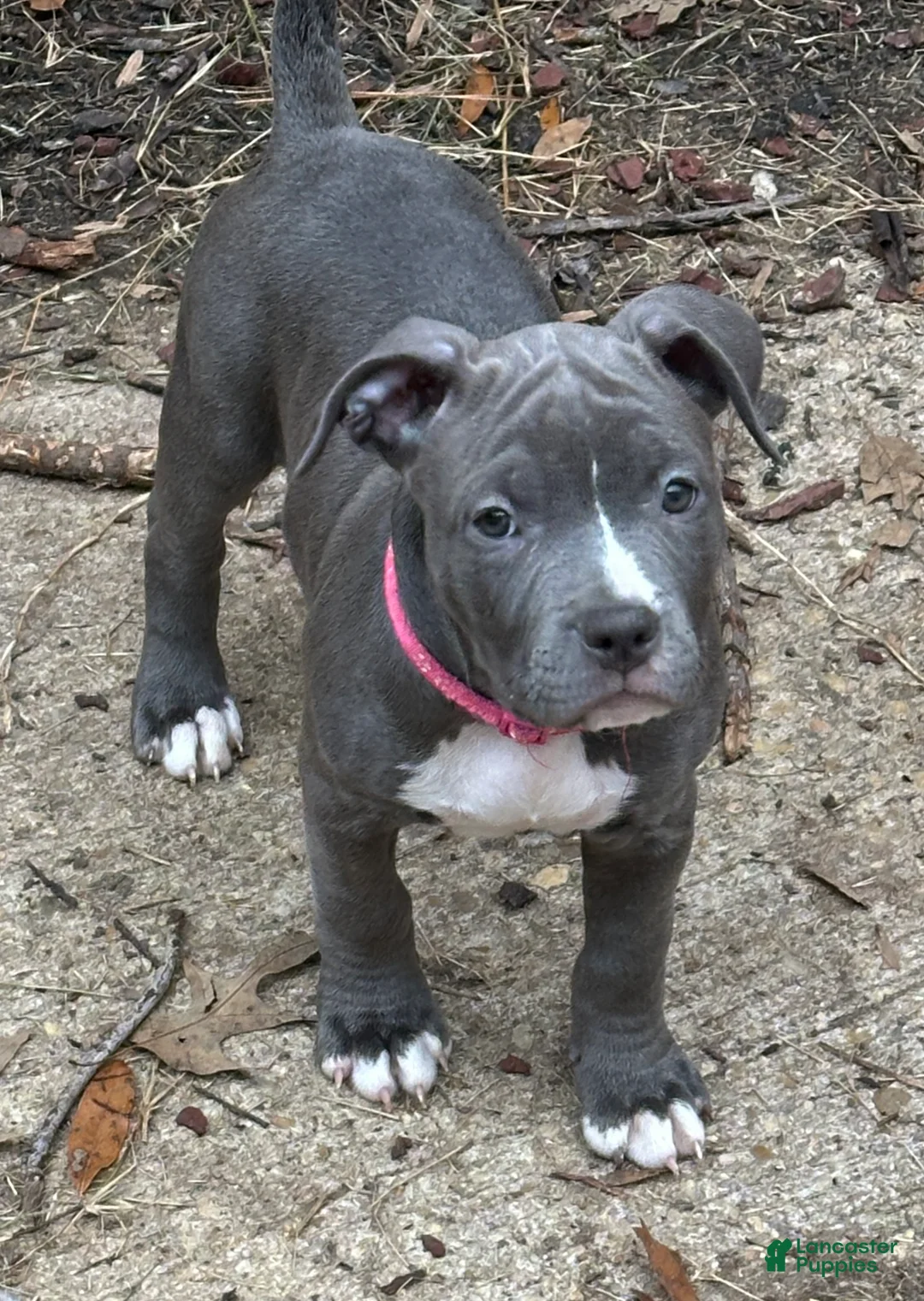 Gallery Image {{count}}