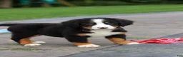Bernese Mountain Dog dogs for sale: Josie - Ad 19
