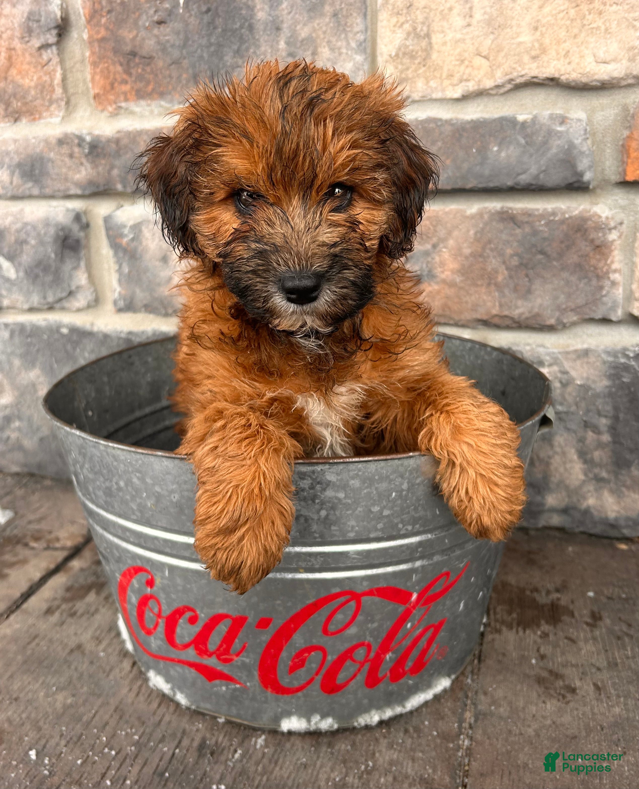 Whoodle dogs Waverly - Ad 4