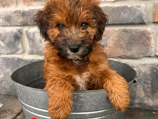 Whoodle dogs Waverly - Ad 4