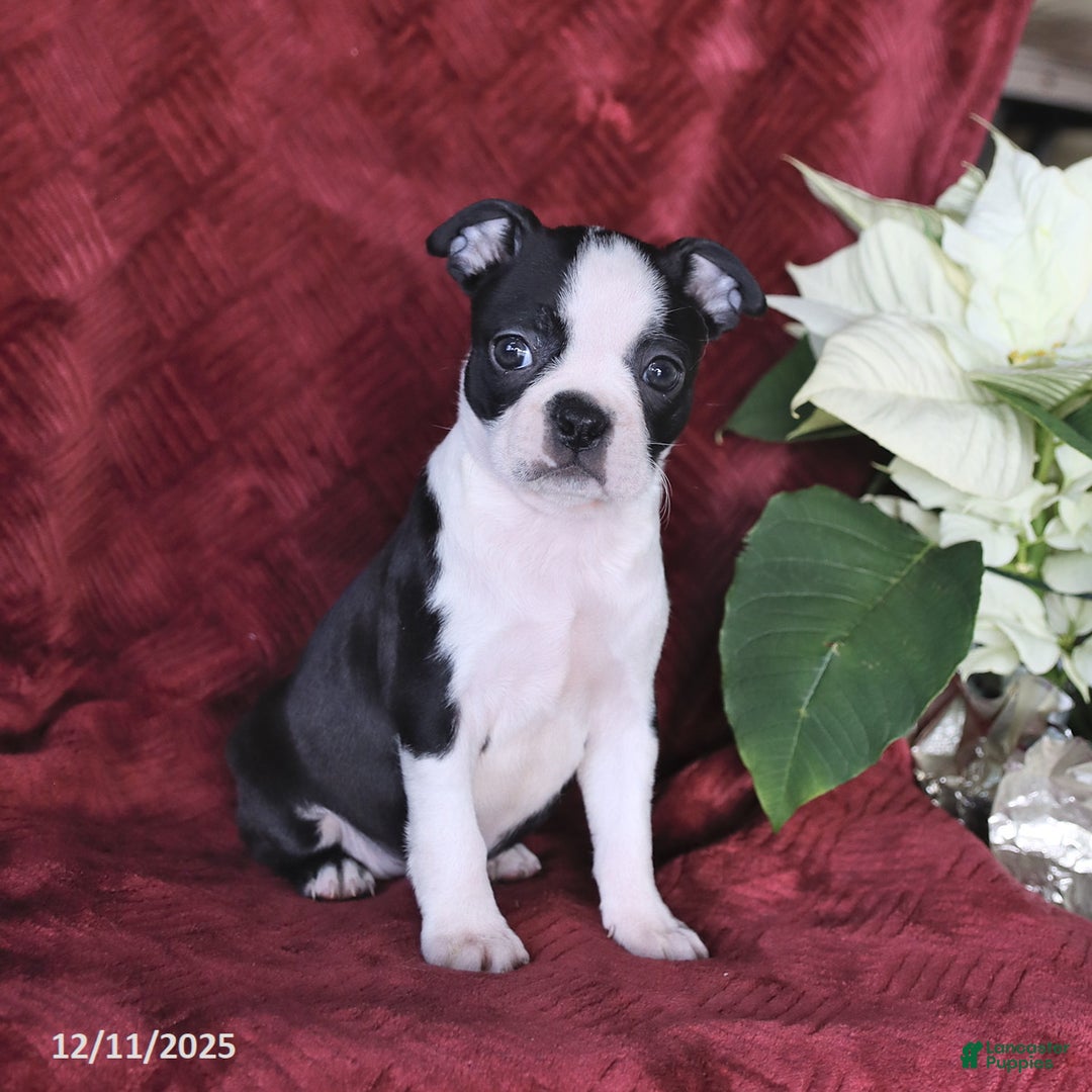 Boston Terrier dogs for sale: Bella   - Ad 3