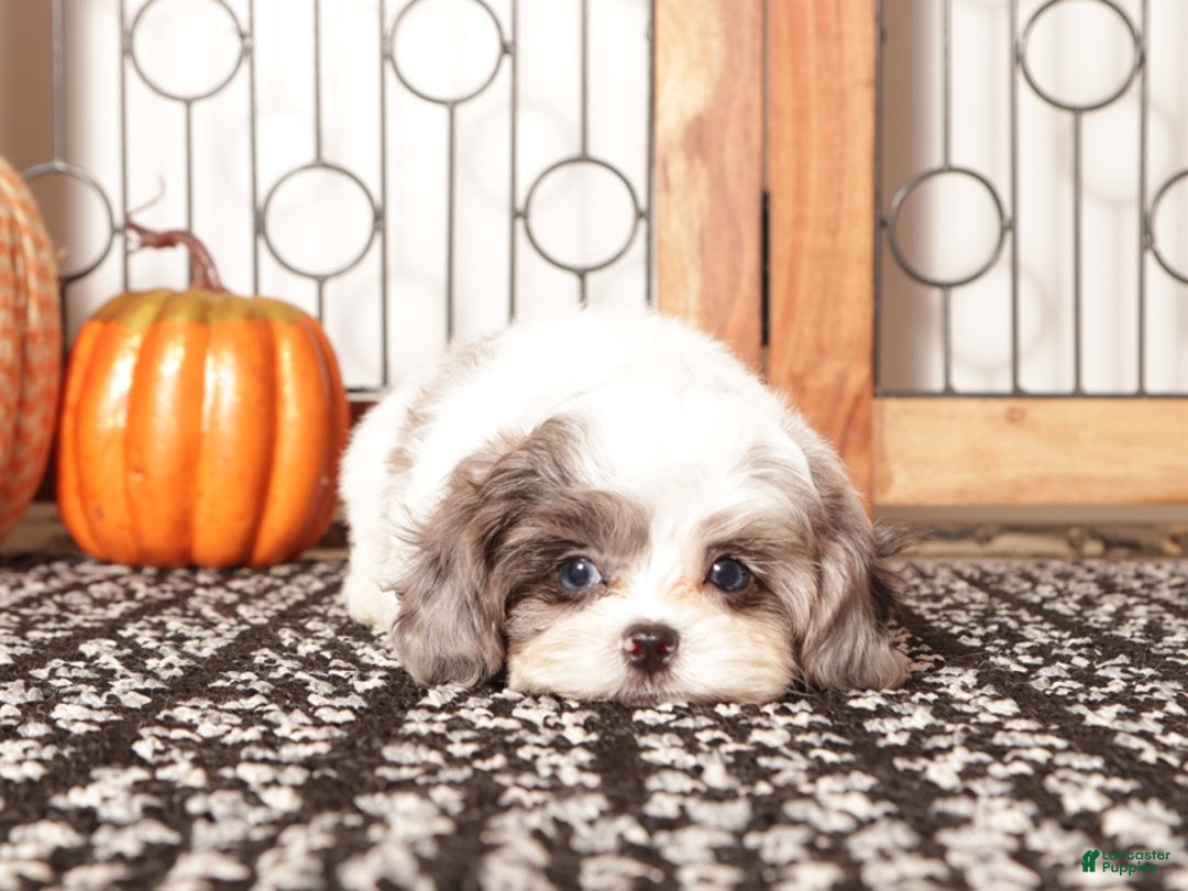 Shihpoo dogs for sale: Louie Male Toy ShihPoo Puppy - Ad 2