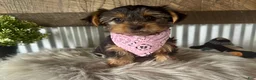 Yorkshire Terrier dogs for sale: Haven - Ad 4