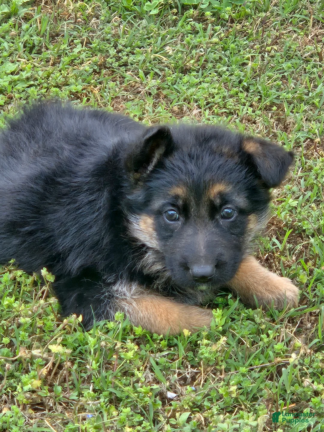 German Shepherd dogs for sale: German Shepherd Puppy 1 - Ad 2