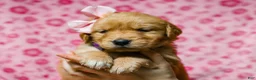 Golden Retriever dogs for sale: Dinah AKC Golden Retriever Pup - Ad 4