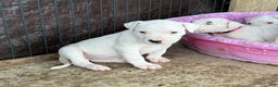 Dogo Argentino dogs for sale: Puppy M3 - Ad 14